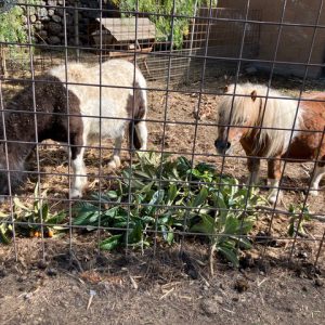 17 Pony reiten 17 Pony reiten